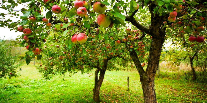 Organic Apples at Two Owls Estate