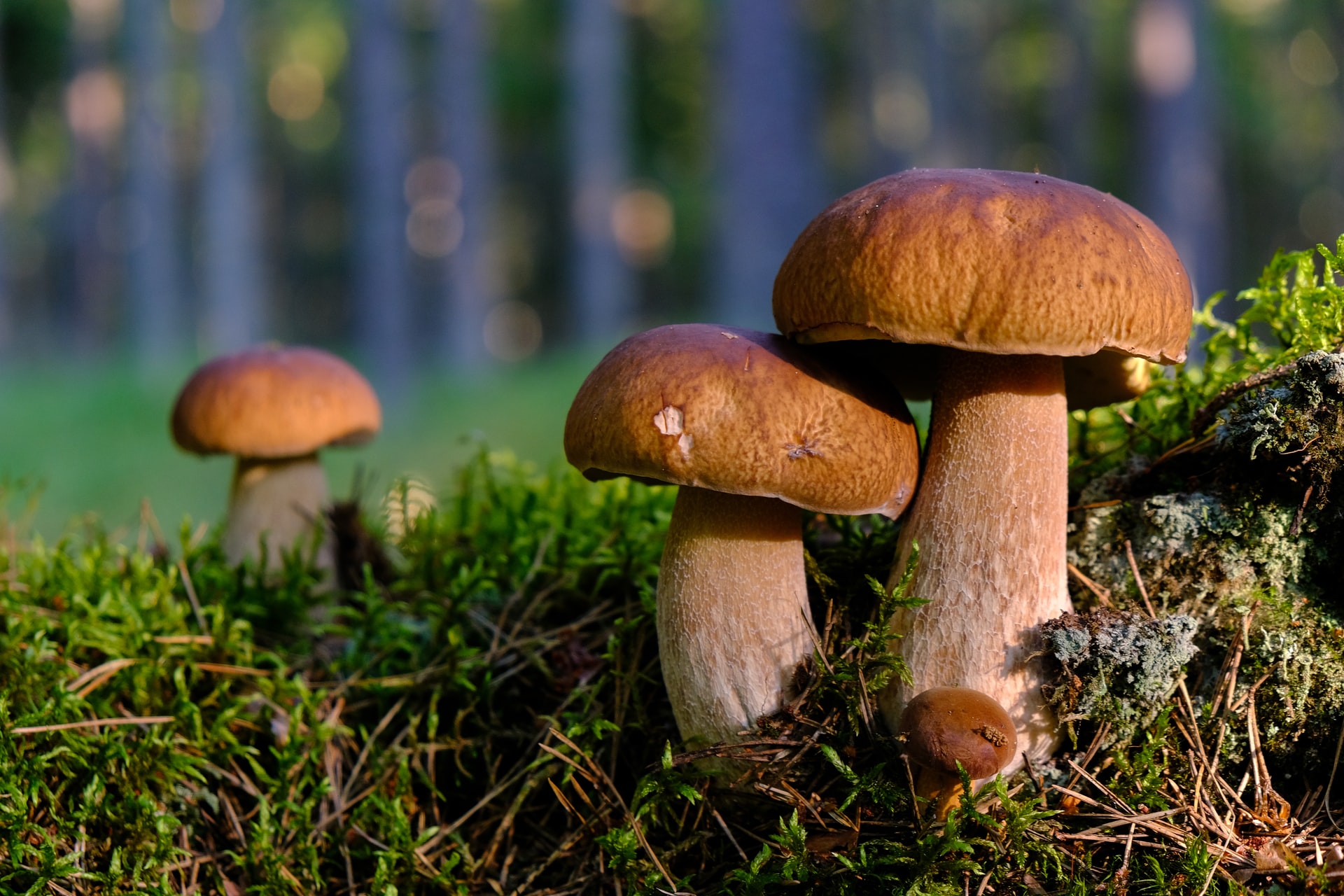 Mushroom Picking at the Two Owls Estate